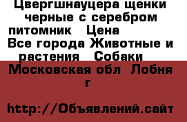 Цвергшнауцера щенки черные с серебром питомник › Цена ­ 30 000 - Все города Животные и растения » Собаки   . Московская обл.,Лобня г.